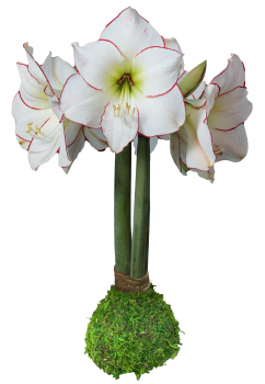 Moss Picasso Waxed Amaryllis Bulb size 32/34